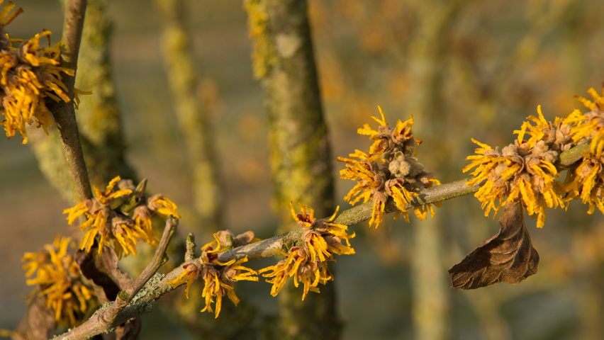 Hamamelis 'Brevipetala' цветки