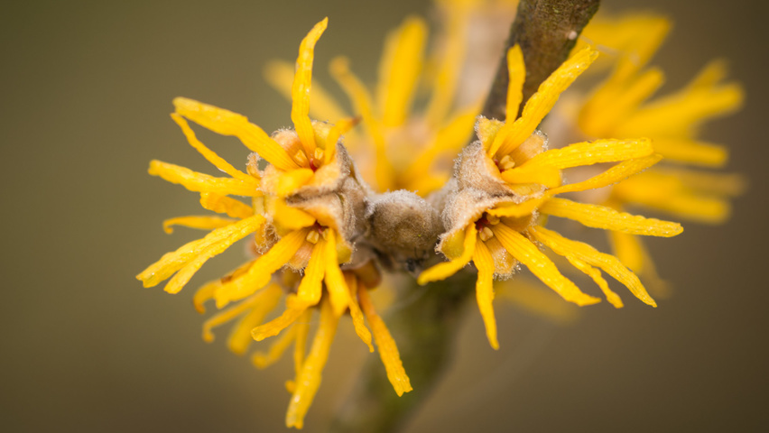 Hamamelis 'Brevipetala' цветки