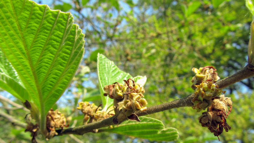 Hamamelis 'Brevipetala' плоды