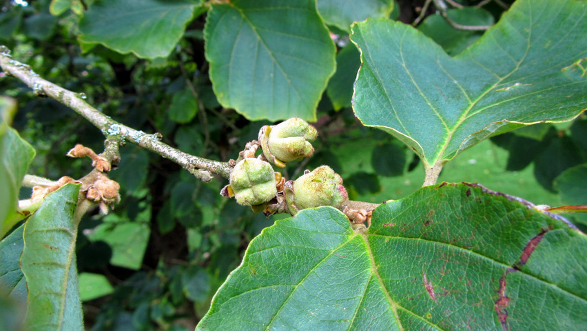 Hamamelis 'Brevipetala' плоды