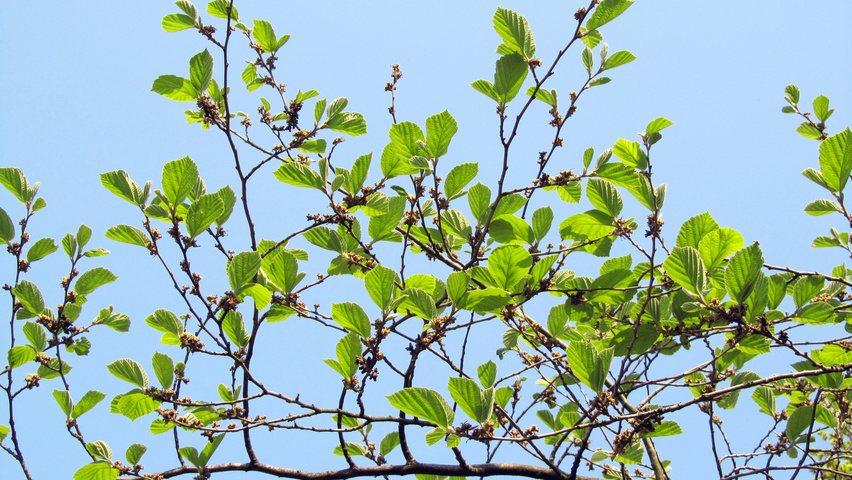 Hamamelis 'Brevipetala' листья
