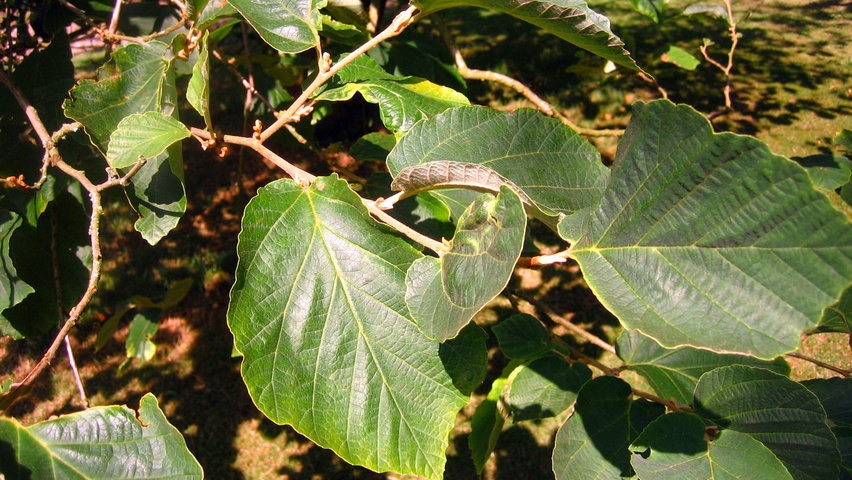 Hamamelis 'Brevipetala' листья