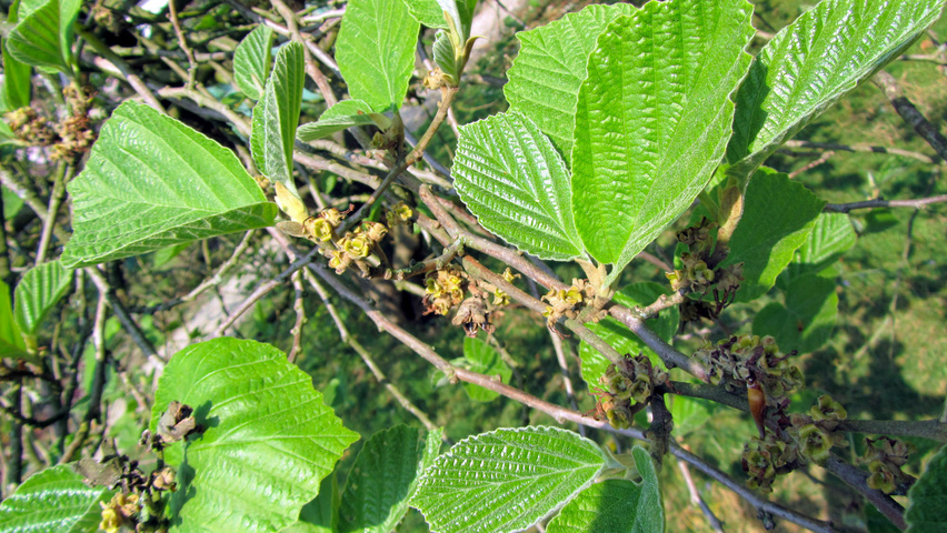 Hamamelis 'Brevipetala' листья