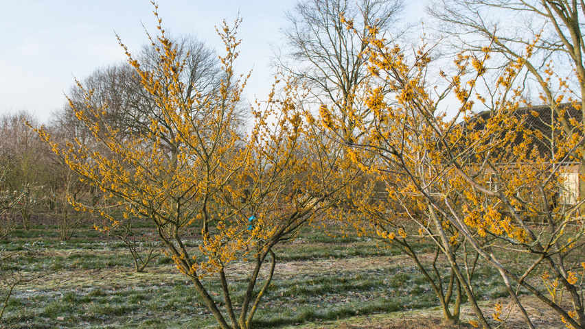 Hamamelis 'Brevipetala' Кустарники-солитеры