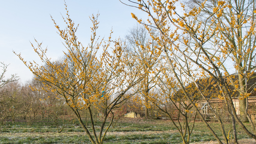 Hamamelis 'Brevipetala' Кустарники-солитеры
