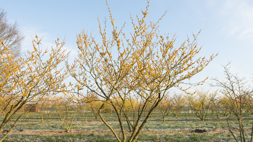 Hamamelis 'Brevipetala' Кустарники-солитеры