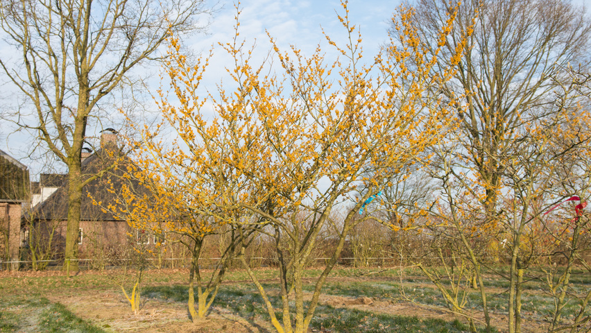 Hamamelis 'Brevipetala' Кустарники-солитеры