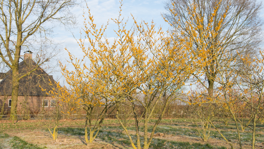 Hamamelis 'Brevipetala' Кустарники-солитеры