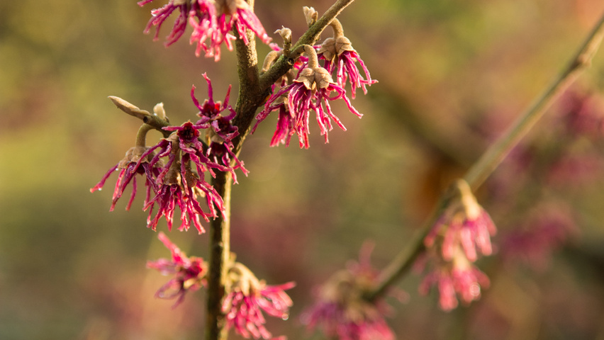Hamamelis vernalis 'Amethyst' flowers