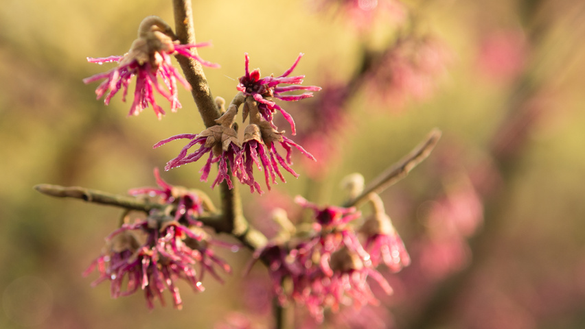 Hamamelis vernalis 'Amethyst' flowers
