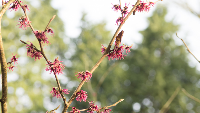 Hamamelis vernalis 'Amethyst' flowers