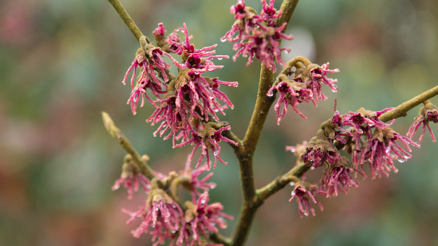 Hamamelis vernalis 'Amethyst' flowers