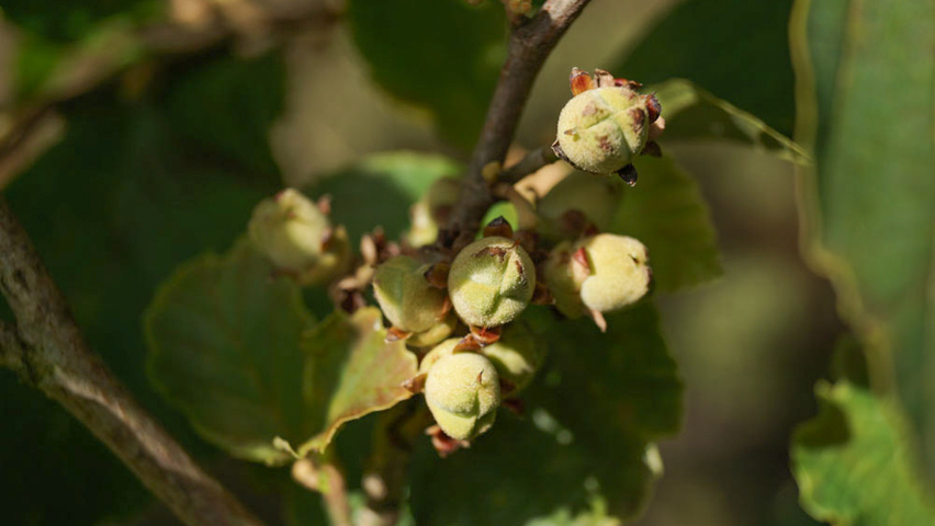Hamamelis vernalis 'Amethyst' fruits