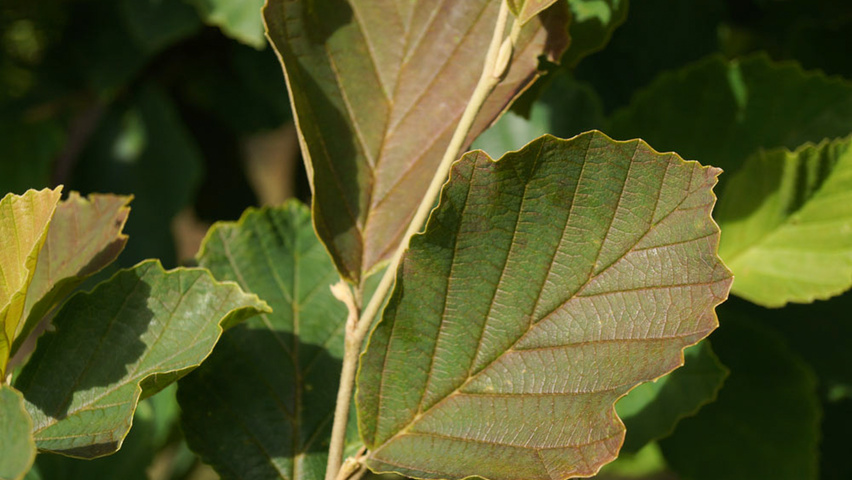 Hamamelis vernalis 'Amethyst' leaves