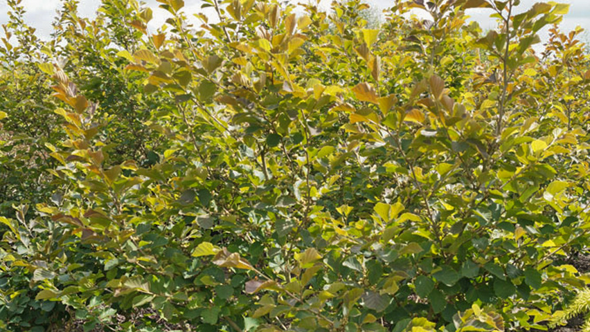 Hamamelis vernalis 'Amethyst' solitary shrubs