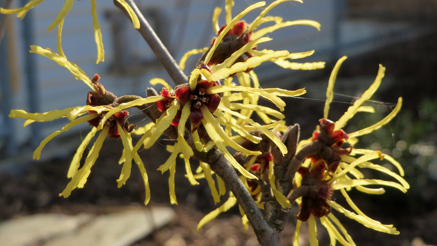 Hamamelis virginiana Blumen