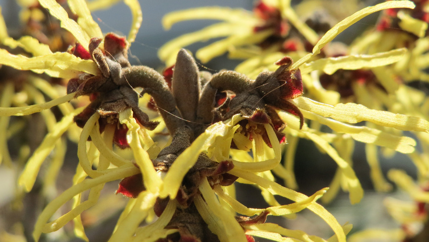 Hamamelis virginiana Blumen
