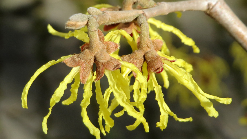 Hamamelis virginiana Blumen