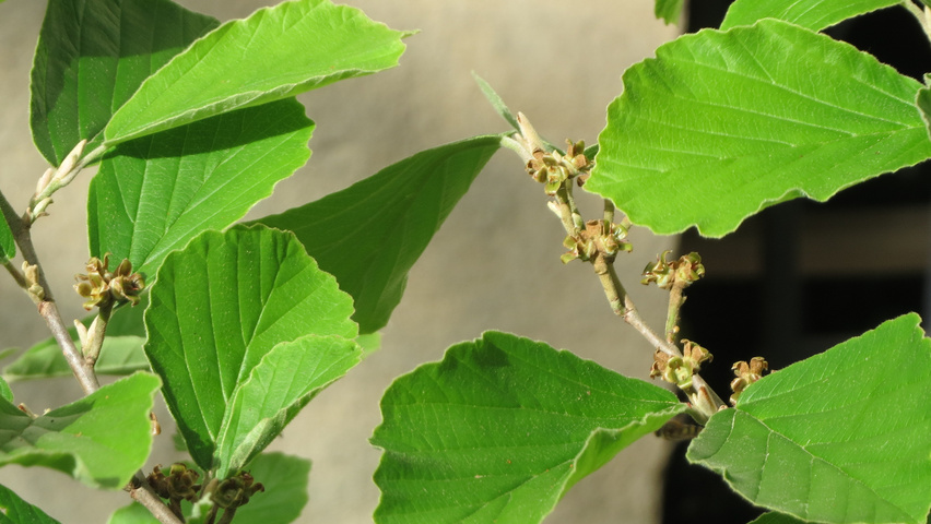 Hamamelis virginiana Blatt