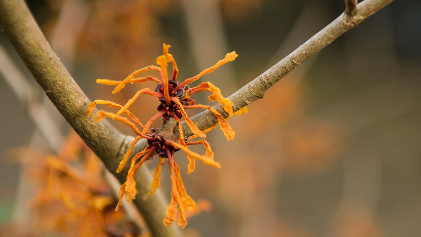 Hamamelis x intermedia 'Aphrodite' Blumen
