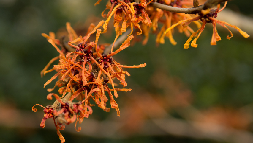 Hamamelis x intermedia 'Aphrodite' Blumen