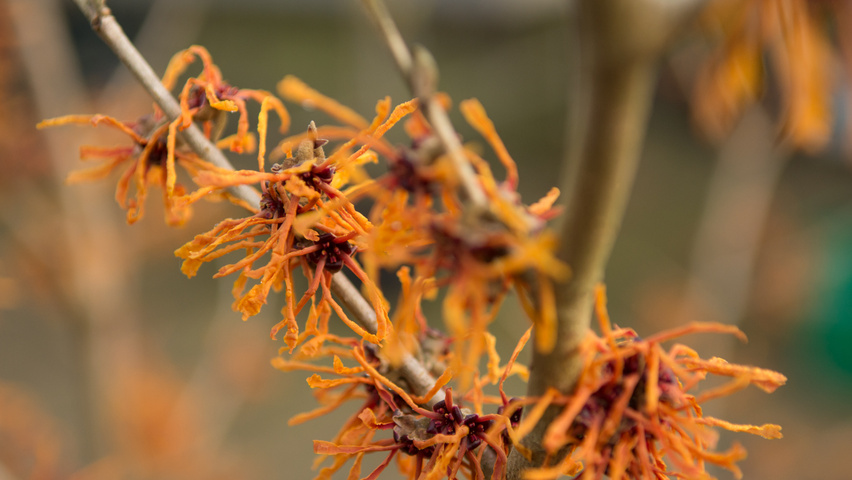 Hamamelis x intermedia 'Aphrodite' Blumen