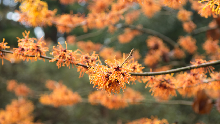 Hamamelis x intermedia 'Aphrodite' Blumen