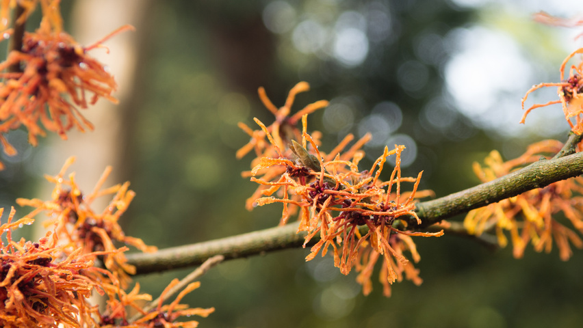 Hamamelis x intermedia 'Aphrodite' Blumen