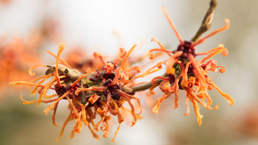 Hamamelis x intermedia 'Aphrodite' Blumen