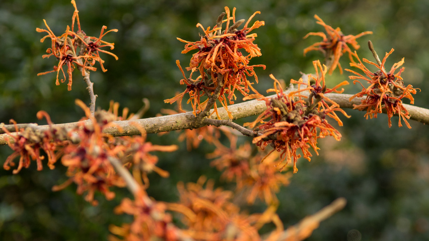 Hamamelis x intermedia 'Aphrodite' Blumen