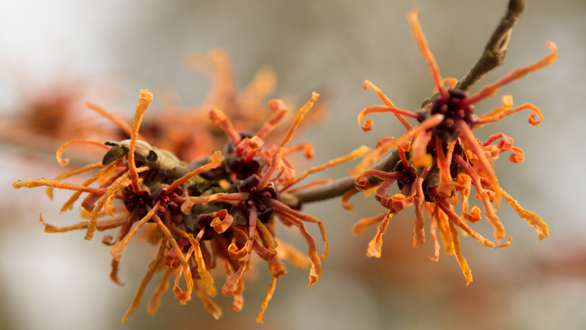 Hamamelis x intermedia 'Aphrodite' Blumen