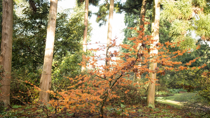 Hamamelis x intermedia ‘Aphrodite’ | TreeEbb | Online tree-finding tool