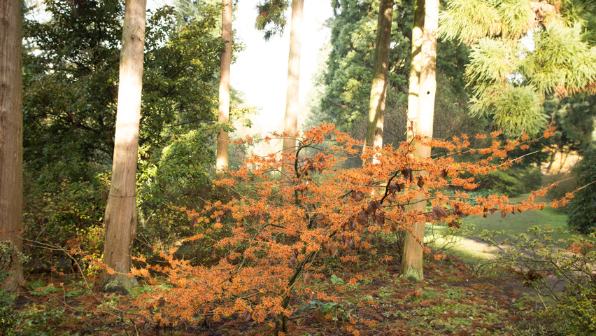 Hamamelis x intermedia 'Aphrodite' Solitärgehölze