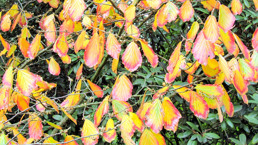 Hamamelis x intermedia 'Arnold Promise' herfstblad