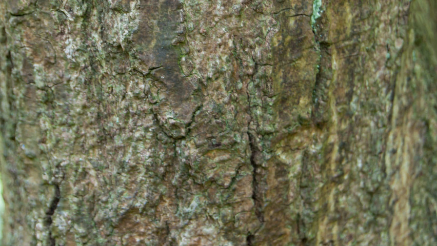 Hamamelis x intermedia 'Arnold Promise' bast