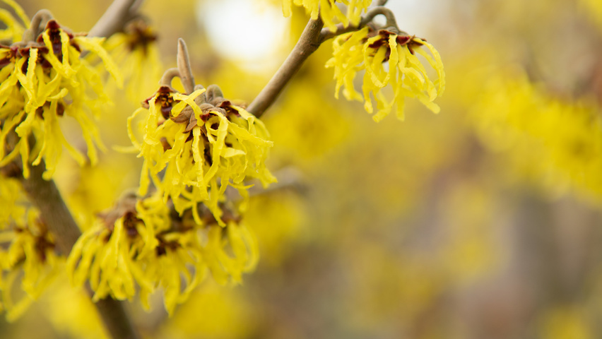 Hamamelis x intermedia 'Arnold Promise' bloem