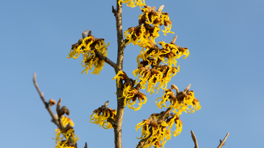 Hamamelis x intermedia 'Arnold Promise' bloem