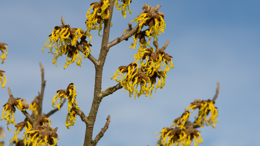 Hamamelis x intermedia 'Arnold Promise' bloem
