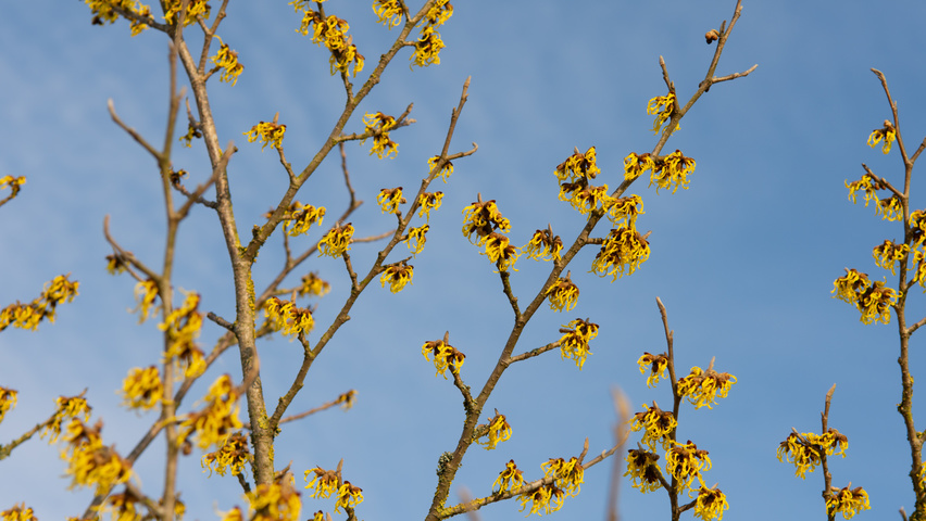 Hamamelis x intermedia 'Arnold Promise' bloem