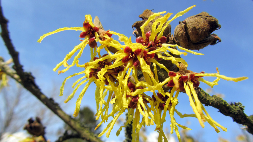 Hamamelis x intermedia 'Arnold Promise' bloem