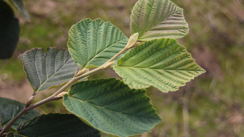 Hamamelis x intermedia 'Arnold Promise' blad