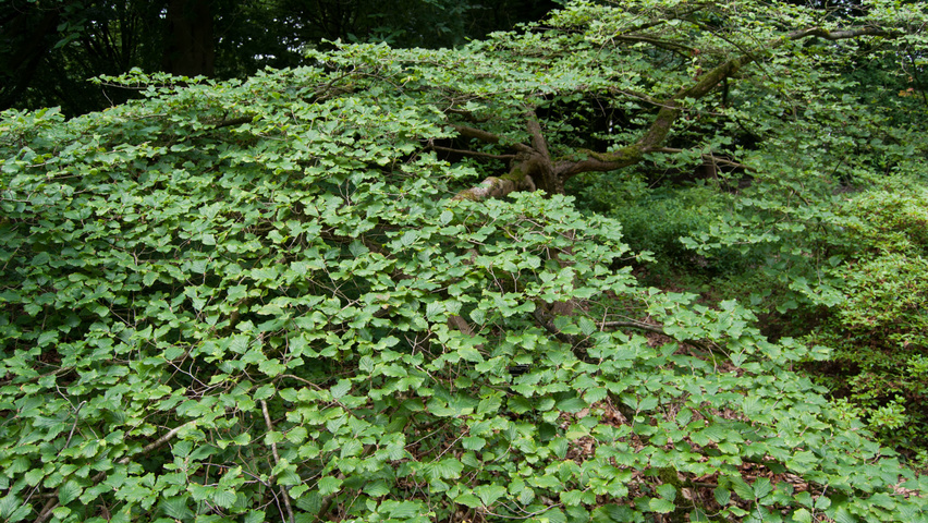 Hamamelis x intermedia 'Arnold Promise' blad