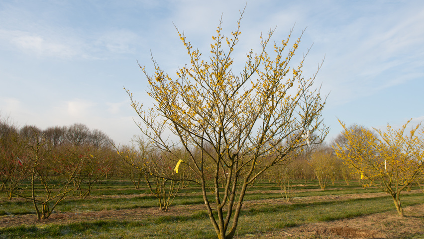 Hamamelis x intermedia 'Arnold Promise' solitair heesters