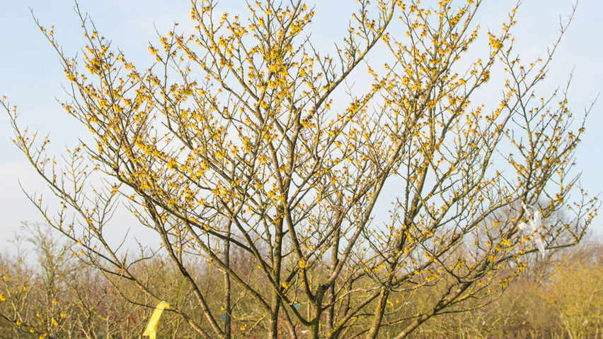 Hamamelis x intermedia 'Arnold Promise' solitair heesters