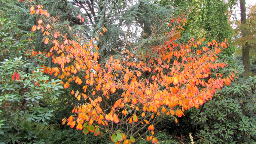 Hamamelis x intermedia 'Arnold Promise' solitair heesters