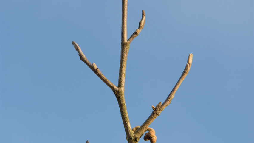 Hamamelis x intermedia 'Arnold Promise' twijgen