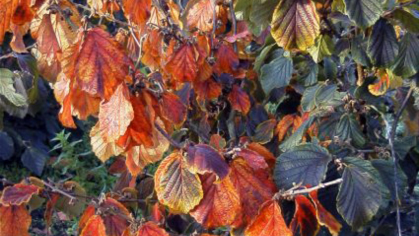 Hamamelis x intermedia Herbstblatt