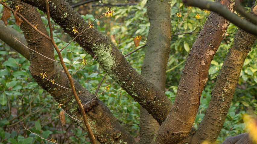 Hamamelis x intermedia Rinden