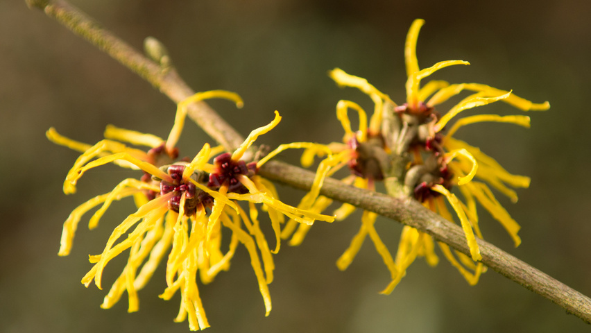 Hamamelis x intermedia 'Barmstedt Gold' bloem