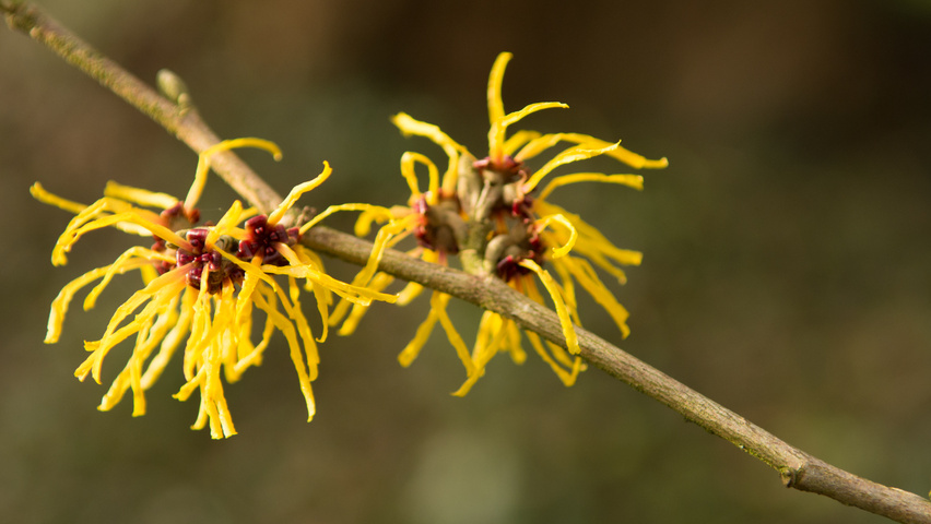 Hamamelis x intermedia 'Barmstedt Gold' bloem